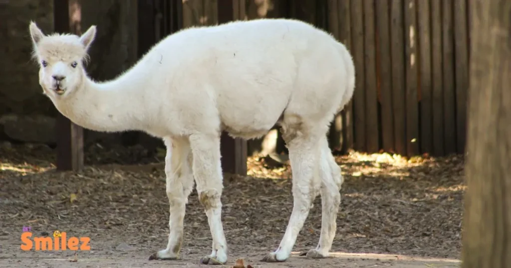 Cute and Funny Alpaca Puns