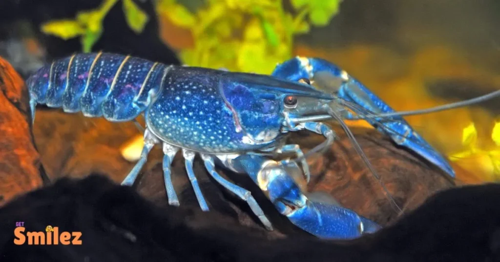 Romantic Lobster Puns