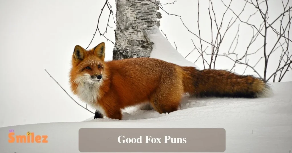 Good Fox Puns