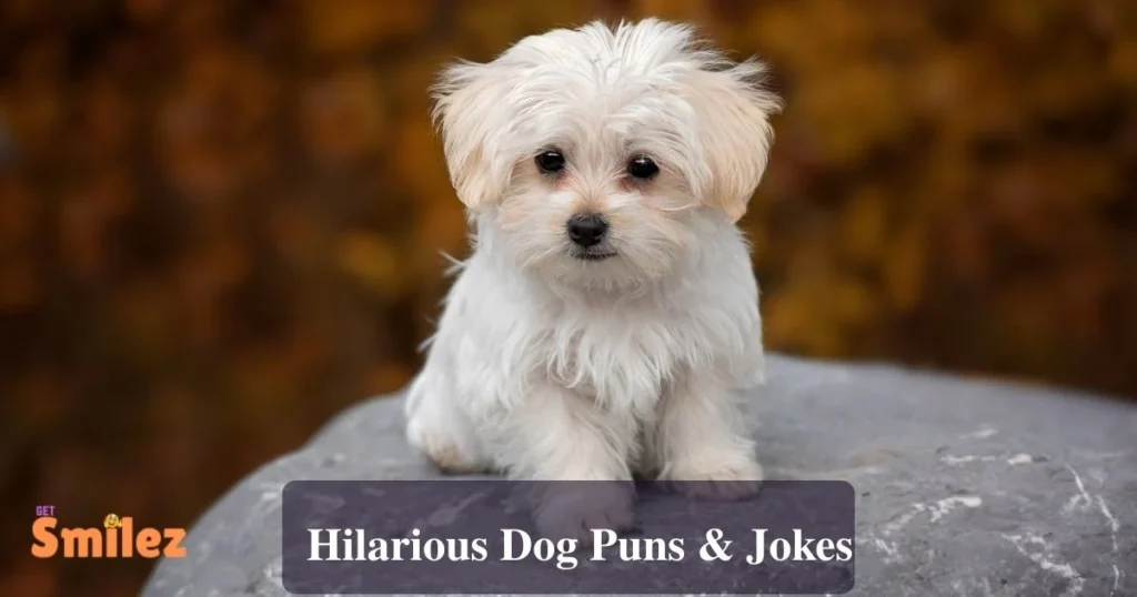 Hilarious Dog Puns And Jokes