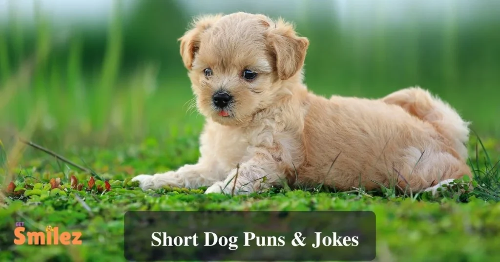 Short Dog Puns And Jokes