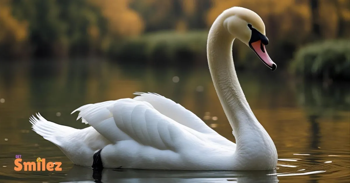 Swan Puns