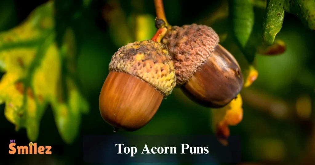 Top Acorn Puns