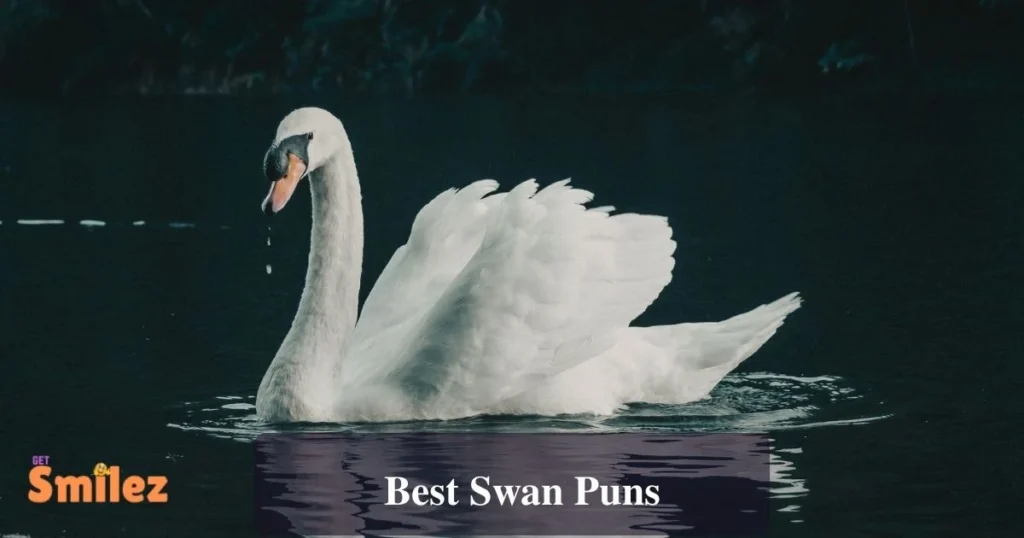 Best Swan Puns