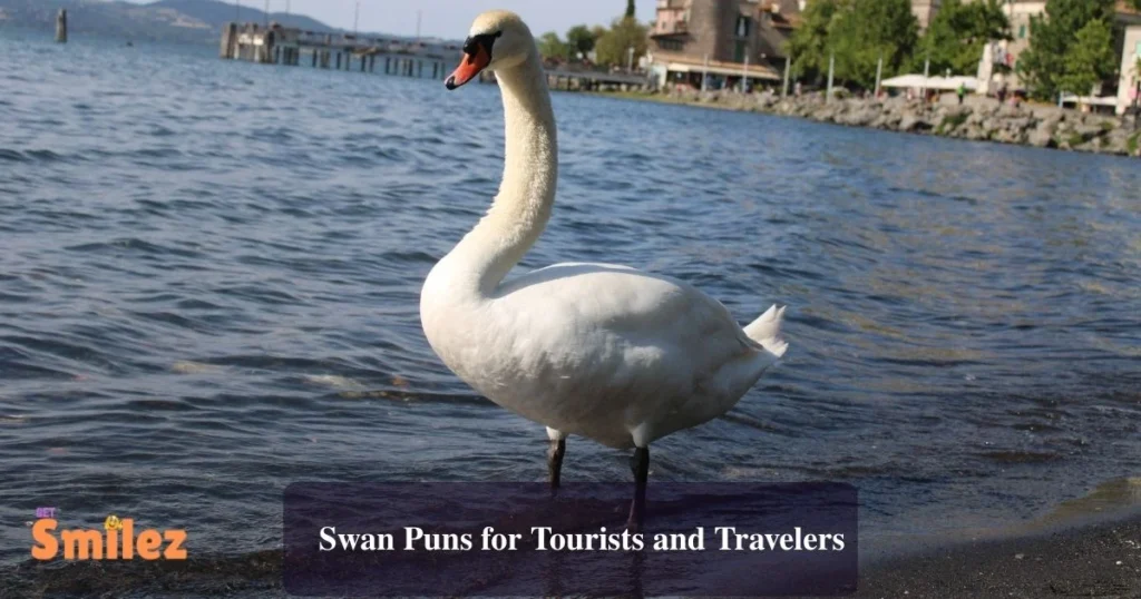 Swan Puns For Tourists And Travelers