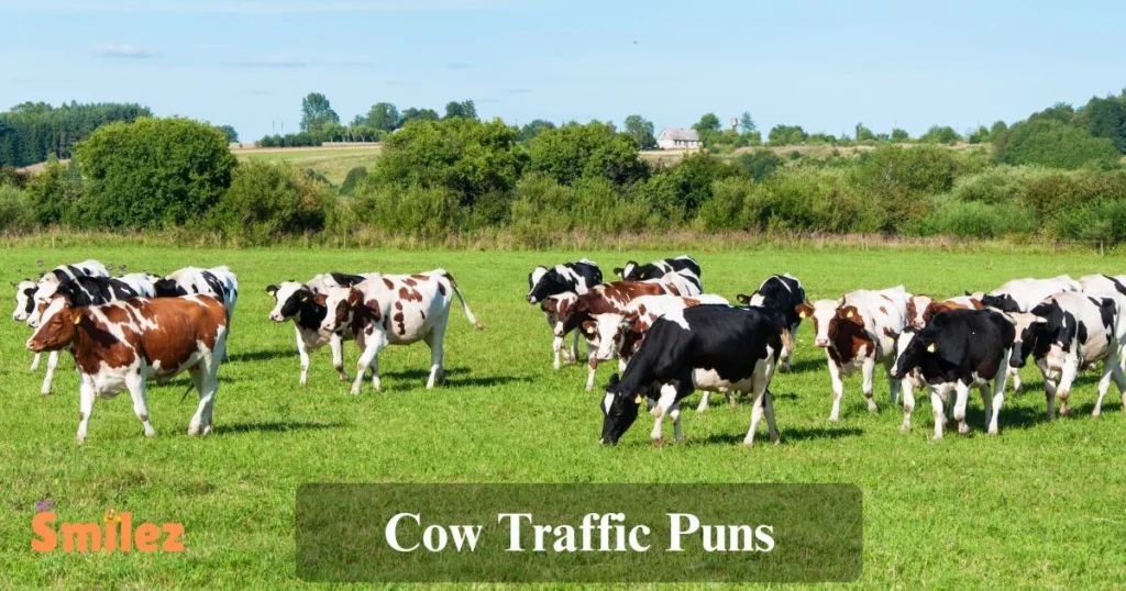 Cow Traffic Puns